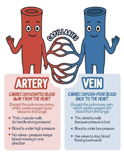 <p>Blood flow and valves:  "Arteries Away, Veins Visit"</p><p>	• Meaning: </p>