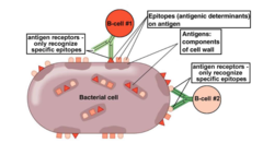 <p>epitopes- antigenic determinants on an antigen</p><p>antigens - components of the cell wall where epitopes are</p><p>antigen receptors - only recognize specific epitopes</p>