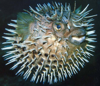 <p>just for dissuading predators, don’t help feed or attract mates</p><p>ex: lionfish, scorpionfish, pufferfish, stingray, etc</p>