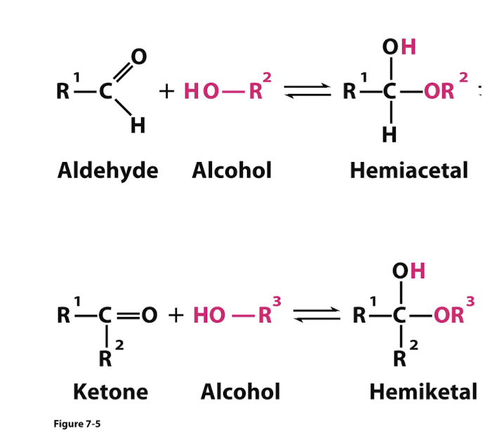 <p>If intramolecular reactions occur, they make ring structures since sugars have both carbonyl and hydroxyl groups</p>