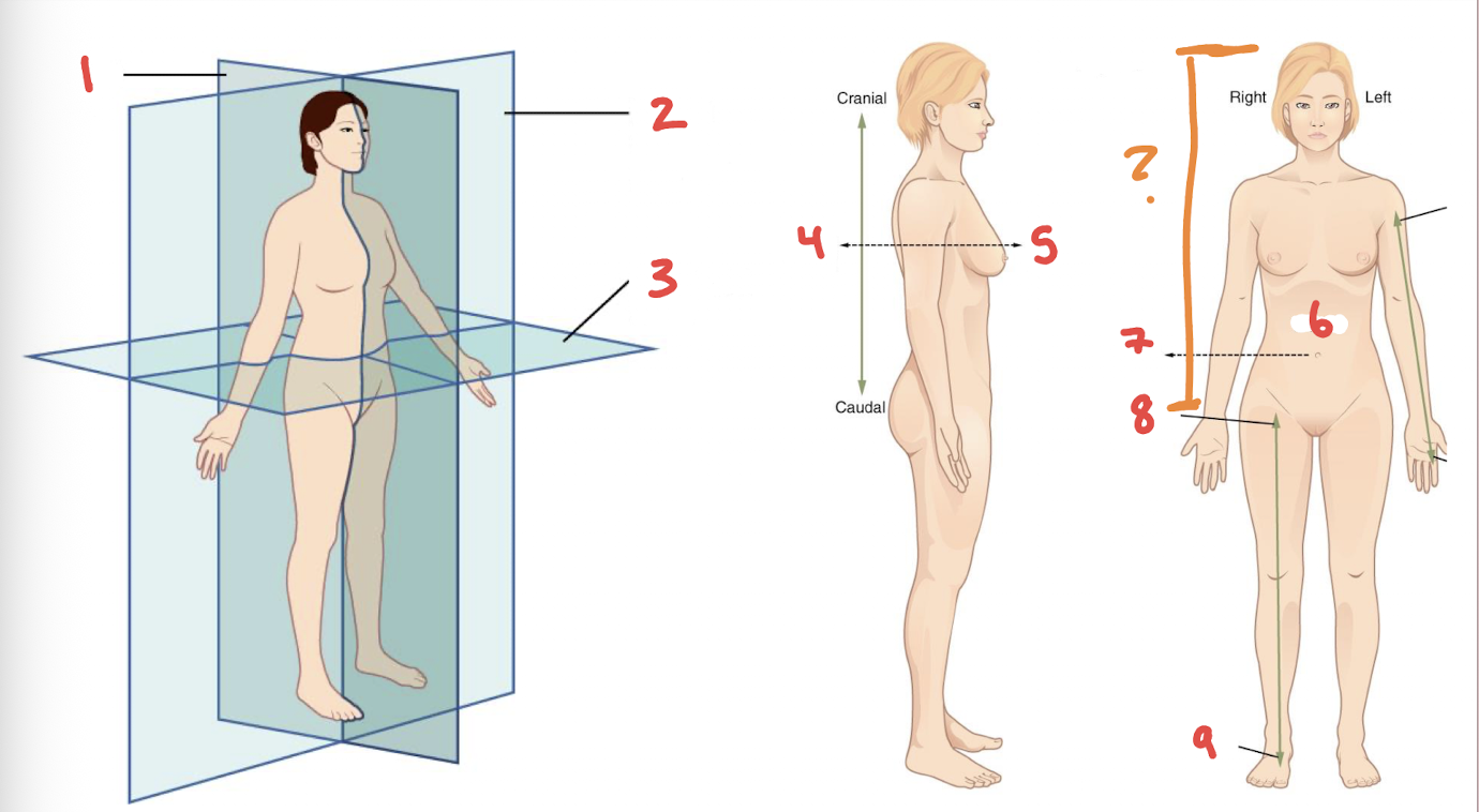 <p>What is number 1?</p>