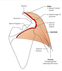 <p>What is the origin of the deltoid muscle?</p>