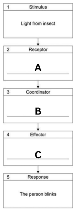 <ul><li><p>An insect flies near a person's eye. </p></li><li><p>The person blinks.</p></li><li><p>This is a reflex action.</p></li></ul><p>Figure 2 shows the coordination system for this reflex action.</p><p>Complete Figure 2.</p><p>Choose answers from the box below. [2 marks]</p><table style="min-width: 125px;"><colgroup><col style="min-width: 25px;"><col style="min-width: 25px;"><col style="min-width: 25px;"><col style="min-width: 25px;"><col style="min-width: 25px;"></colgroup><tbody><tr><td colspan="1" rowspan="1" style="border: 1px solid;"><p><strong>brain</strong></p></td><td colspan="1" rowspan="1" style="border: 1px solid;"><p><strong>cornea</strong></p></td><td colspan="1" rowspan="1" style="border: 1px solid;"><p><strong>iris</strong></p></td><td colspan="1" rowspan="1" style="border: 1px solid;"><p><strong>muscles</strong></p></td><td colspan="1" rowspan="1" style="border: 1px solid;"><p><strong>retina</strong></p></td></tr></tbody></table><p></p>