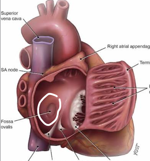 <p>Fossa ovalis is a remnant of:</p>