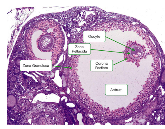 <ol><li><p>corona radiata penetration</p></li><li><p>zona pellucida penetration</p></li><li><p>fusion of the oocyte and sperm plasma membranes</p></li></ol><p></p>
