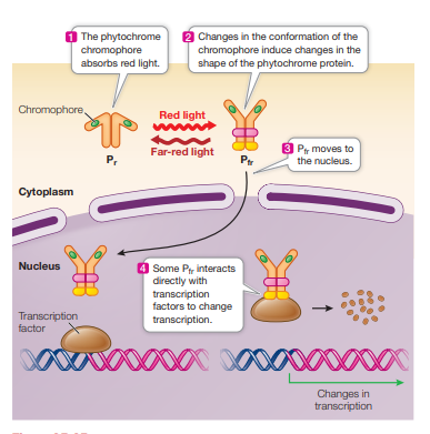 <p>when Pr absorbs red light, the chromophore changes shape, causing change in the conformation of the protein itself, from Pr to Pfr. This results in the movement of Pfr from cytoplasm to nucleus, once there it can stimulate genes that were repressed and repress genes that were formerly stimulated.</p>