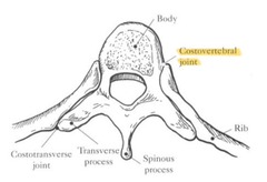 <p>towards front of thoracic vertebrae that attaches the head of the rib</p>