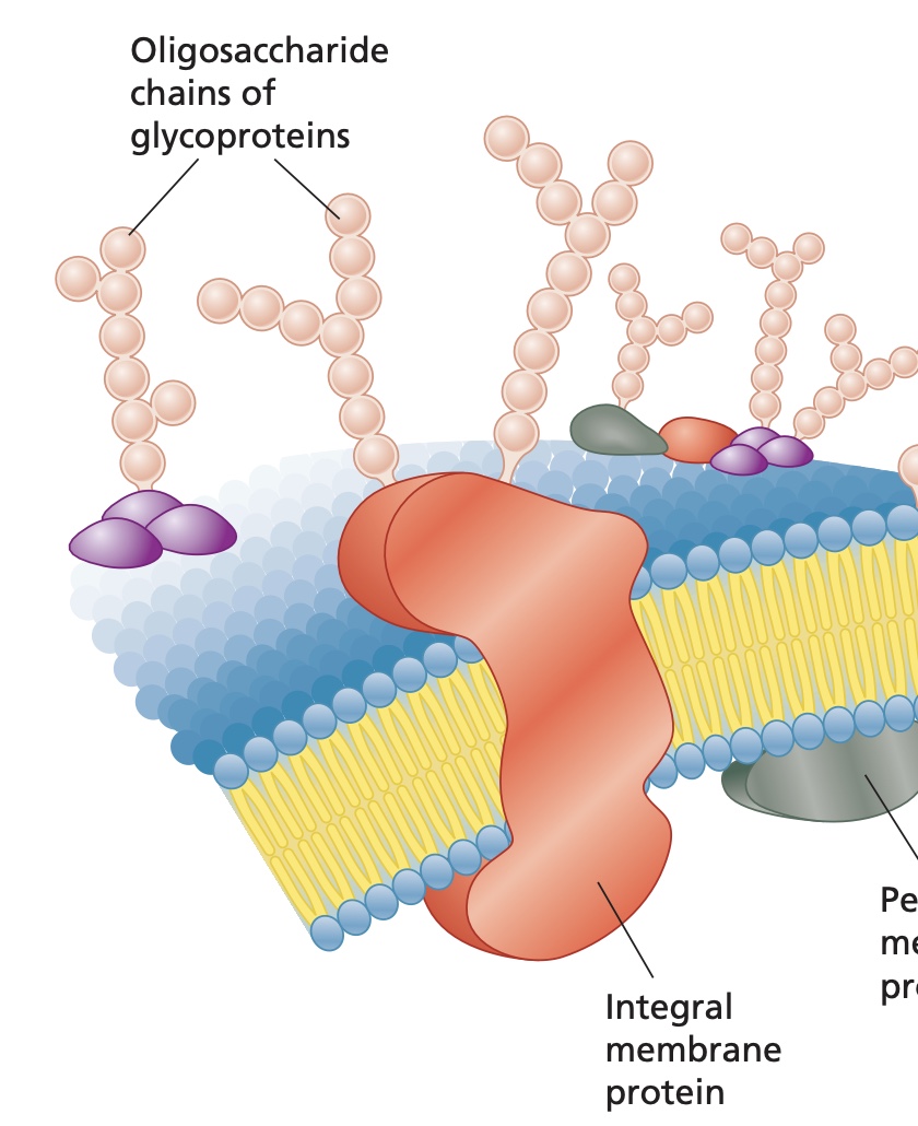 <ol><li><p>Structure: Hydrophobic regions embedded in the hydrophobic cone of the lipid bilayer.</p></li><li><p>Spanning throughout the bilayer, one part of the protein is exposed and one part is found in the inner surface.</p></li></ol><p></p>