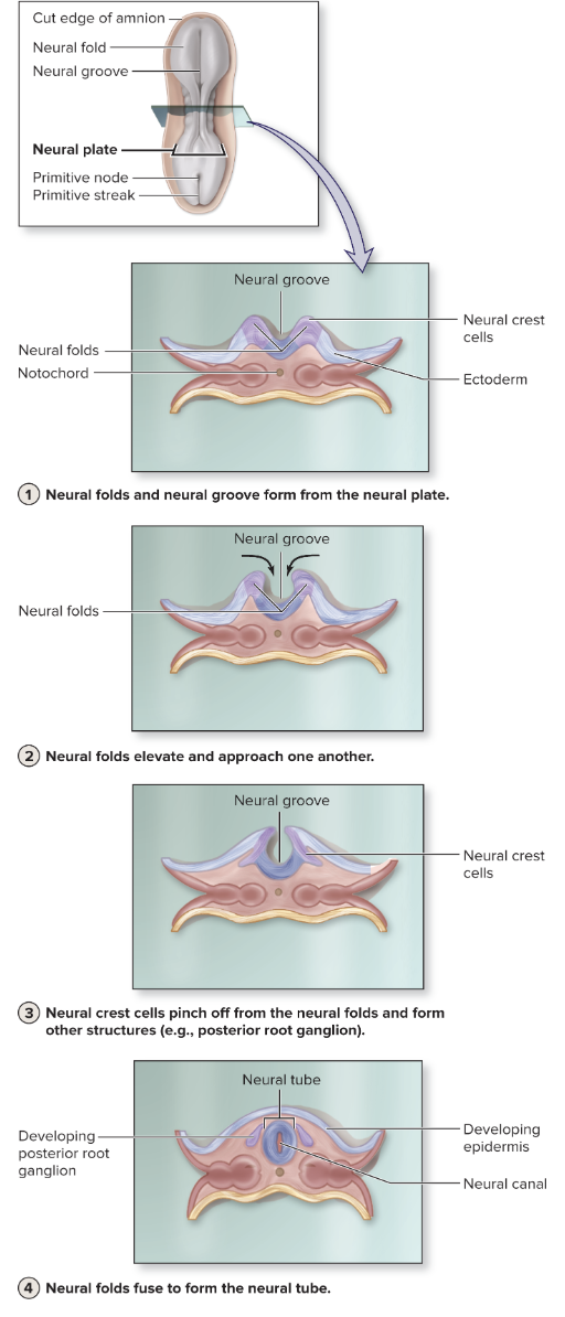 <p>neural plate develops neural groove</p><p>neural groove deepends as folds rise and approach one another</p><p>neural crest cells separate from neural folds</p><p>by end of 3rd week, folds meet and form neural tube surrounding neural canal</p><p>*thickening of a portion of the ectoderm (neural plate)</p>