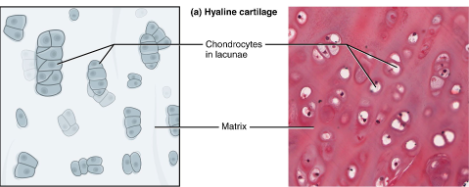<p>Collagen fibers; slightly more ground substance firm/rubbery</p>