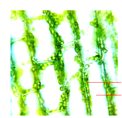 <p>Is the cell pictured hypotonic or hypertonic and was it exposed in lab to DI water or salt water.</p>