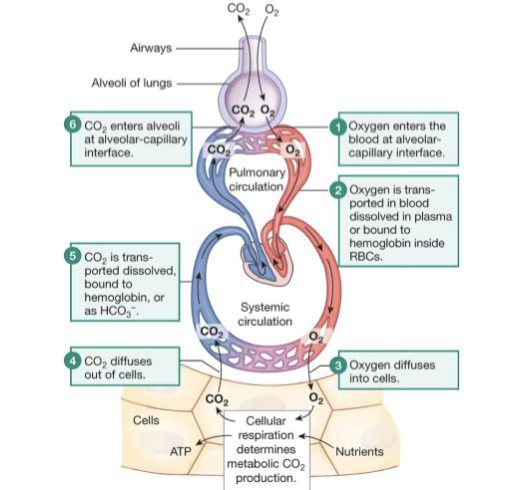 <ul><li><p>it has a slower velocity than it does in the rest of your body</p></li><li><p>the blood pressure in the pulmonary circuit remains low (25/8 mm Hg rather than 120/80 mm Hg)</p></li></ul><p></p>