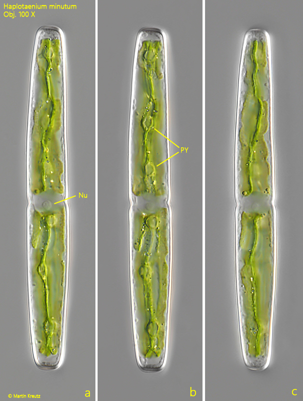<p>Identify</p>