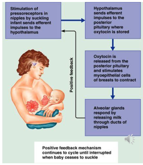 <p>reflex in nursing mothers which exhibits a positive feedback loop </p><ul><li><p>Stimulation of pressoreceptors in nipples by suckling sends impulses to hypothalamus</p></li><li><p>Hypothalamus sends impulses to posterior pituitary to release oxytocin </p></li><li><p>Stimulated myoepithelial cells of breasts to contract </p></li><li><p>Alveolar glands respond by releasing milk through the ducts of the nipple</p></li><li><p>Continues until the infant stops suckling</p></li></ul><p></p>