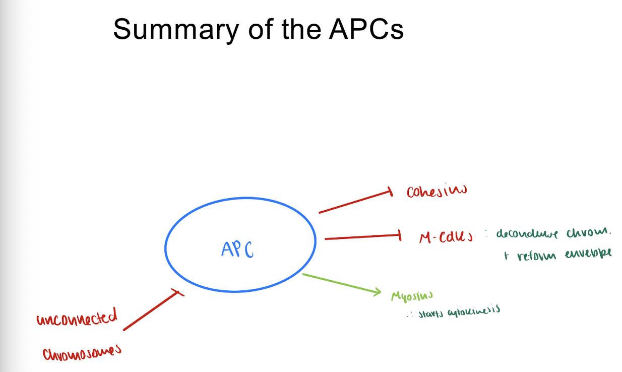 <p>= entry to anaphase </p><ul><li><p>is very chromosome connect to MTs</p></li></ul><p>→ NO : unconnected chromosome inhibits </p><p>→ YES : activate APCs <em>(anaphase promoting complexes)</em></p><p></p><p><em>note: each chromosome MUST be in the middle of cell for anaphase</em></p><ul><li><p>if not: daughter cells are missing chromosomes </p></li></ul><p></p><p><u>role of APCs:</u></p><ol><li><p>remove cohesins → daughter chromosomes move apart (start anaphase)</p></li><li><p>inactivate M-Cdks → decondense chromosomes + reform envelope (start telophase)</p></li><li><p>activate myosins (start cytokinesis)</p></li></ol><p></p>