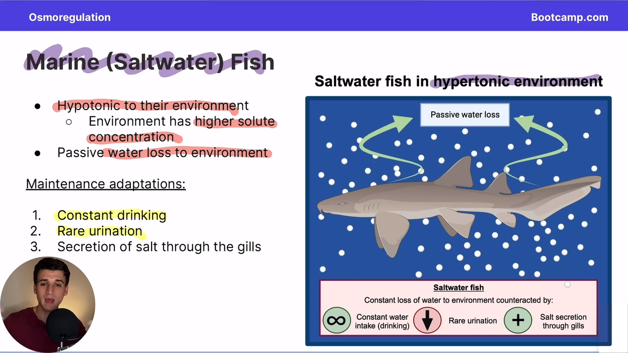 <p>they constantly drink</p><p>rarely pee</p><p>and secrete salt through their gills</p>
