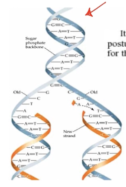 <ol><li><p>The hydrogen bonds between the DNA bases are seperated</p></li><li><p>The two original strands separate</p></li><li><p>Each original strand acts as a <strong>template</strong></p></li><li><p>A complementary strand is made</p></li><li><p>The result is <strong>two DNA molecules identical to the original</strong></p></li></ol><p></p>