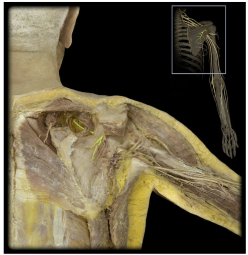 <p>What’s the spinal level of the supra scapular nerve?</p>