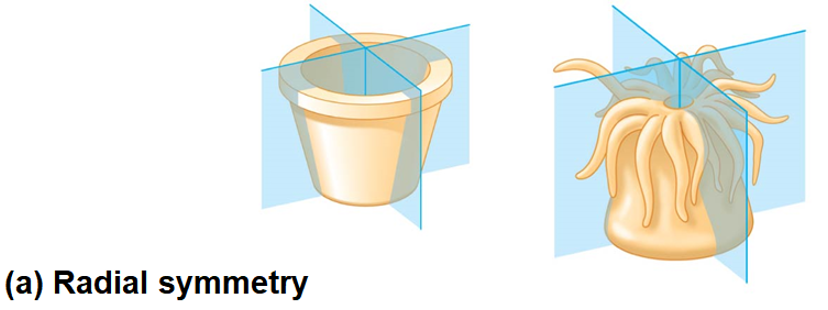 <p>Radial Symmetry (Body Plan)</p>