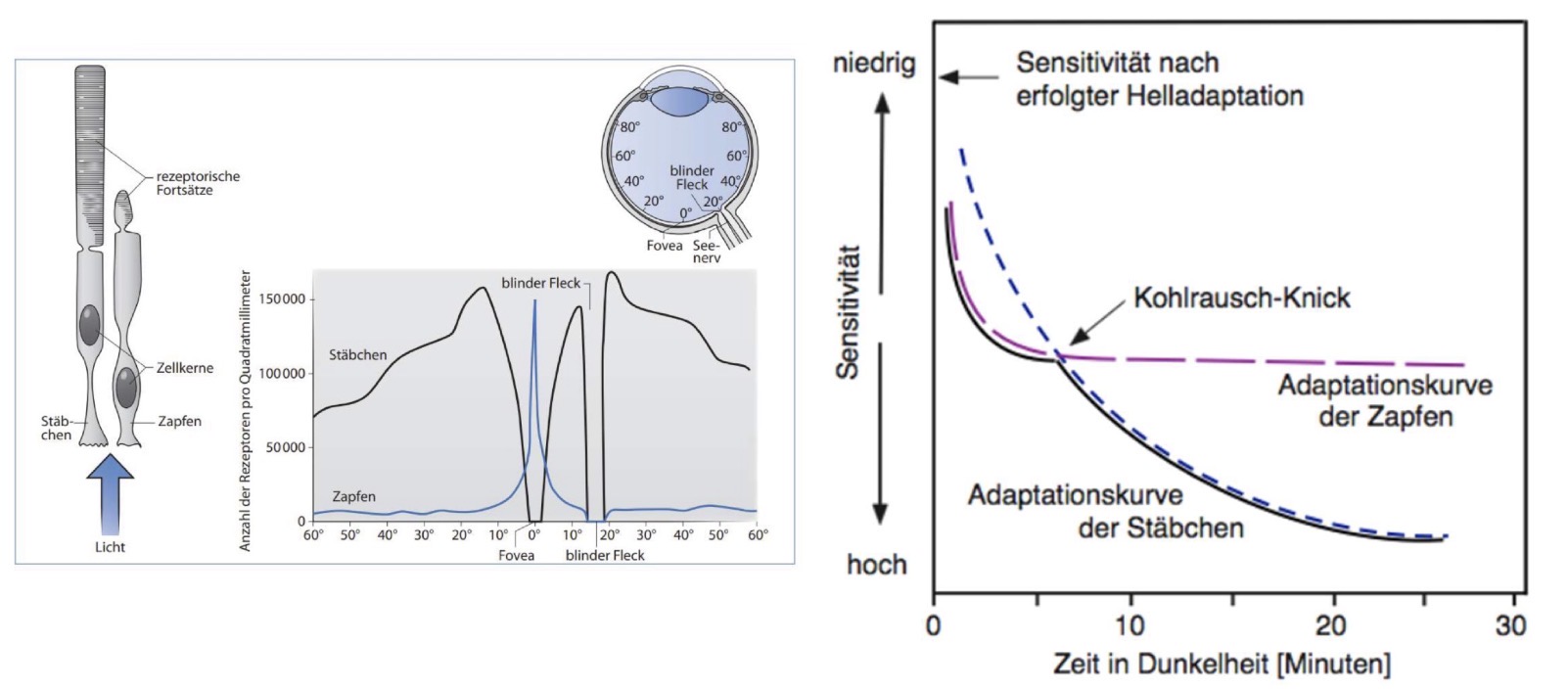 <ul><li><p>Zapfen und Stäbchen haben eine unterschiedliche Sensitivität und eine unterschiedlich schnelle Dunkeladaption:</p></li><li><p>Vorrangige Funktion der Zapfen: Farbsehen</p></li><li><p>Vorrangige Funktion der Stäbchen: Schwarz-Weiß-Sehen, Sehen von Helligkeitsunterschieden (wichtig bei schlechter Beleuchtung / Dunkelheit)</p></li></ul><p></p>