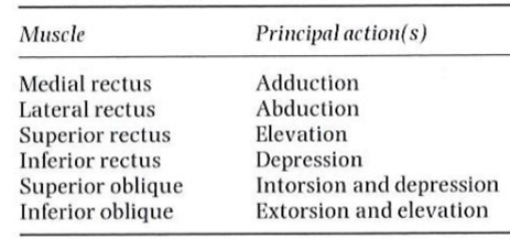 <p><strong>adduction = </strong>toward nose (inwards) </p><p><strong>abduction</strong> <strong>=</strong> away from nose (temporal) - outwards </p><p><strong>intorsion </strong>= rotate toward nose</p><p><strong>extorsion</strong> = rotate away from nose</p><p></p><p>Think of these in terms of what happens during cover test and what muscles may cause eso/exo etc. </p>