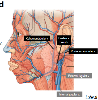 <p>Posterior auricular vein</p><p>External jugular vein: formed from union of posterior branch of retromandibular and posterior auricular </p>