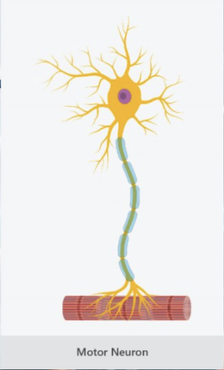 <ul><li><p>carry signals from the CNS to effectors</p></li><li><p>Effectors are muscle cells or glands that put messages into effect</p></li></ul><p></p>