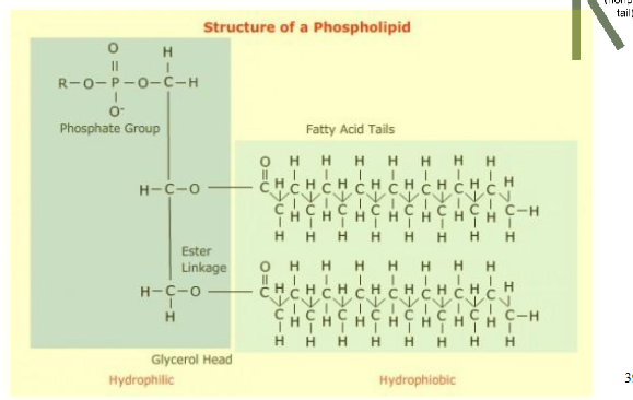 <p>het zijn glycerol-3-fosfaat moleculen waar twee vetzuren aan gebonden zijn via een esterbinding. de fosfaatgroep is ook veresterd aan een andere groep</p><p>het is de belangrijkse component van biologische membranen</p>