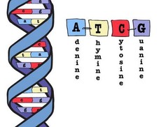 <p>Adenine, Guanine, Thymine, and Cytosine.</p>