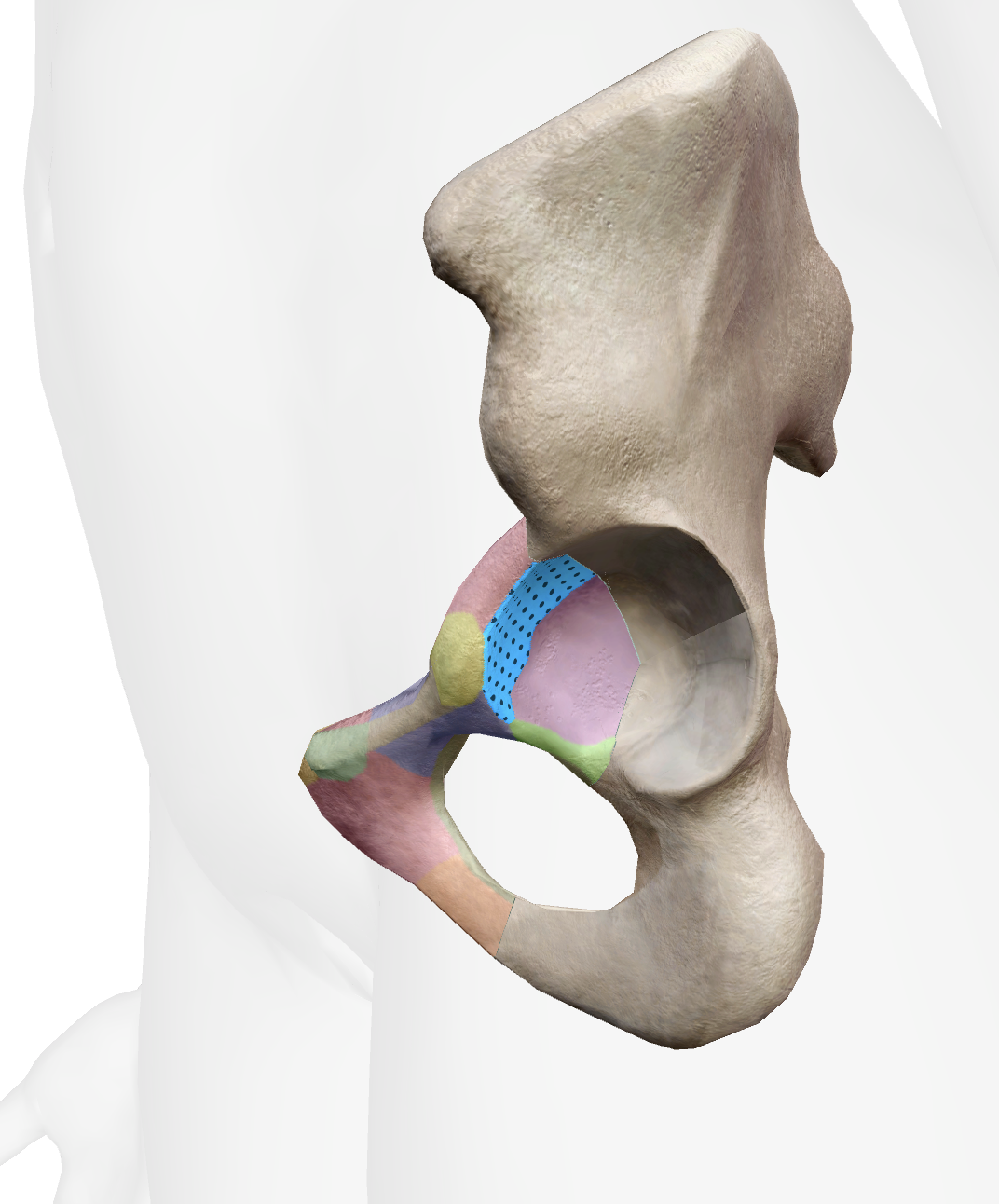 <p>What is this part of the pubis</p>