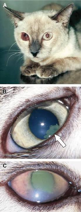 <p>FIP Uveitis Diagnostic Findings</p>
