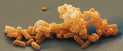 <p>The most diverse and widespread prokaryotes and are classified into multiple kingdoms. </p><p>NOTE:</p><p> - Prokaryotes</p><p> - Consists of single-celled, prokaryotic organisms</p><p> - Grouped in domain Eukarya</p>