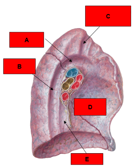 <p>What is indicated by E?</p>