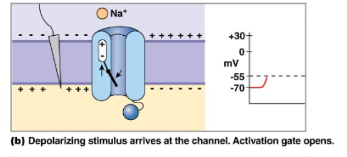 <p>Voltage gated Na+ channels have 3 states and 2 gates</p>