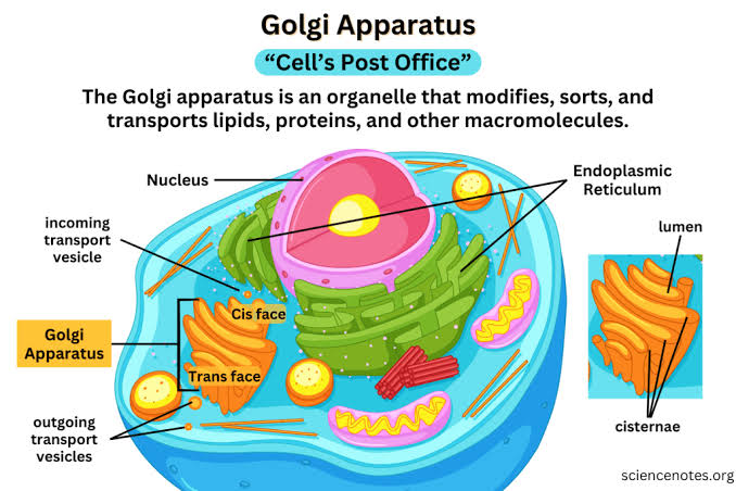 <p>bộ máy golgi</p>