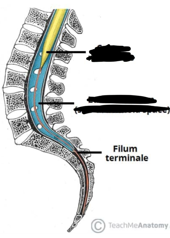 <p>What is the yellow structure? Blue?</p>