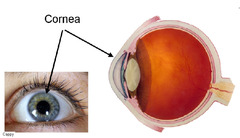 <p>the transparent outer covering of the eye</p>