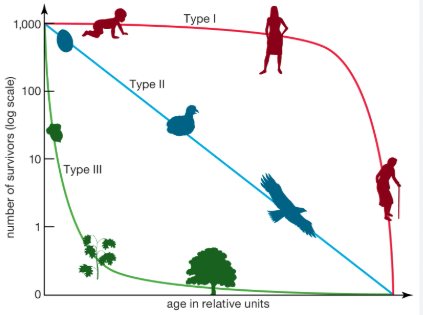 <p>individuals live a long time (k-selected) / population decreases consistently (linear) / many die at a young age but those who survive, survive a long time (r-selected)</p>