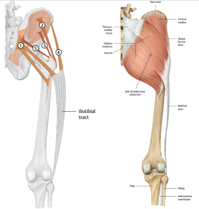 <p>Origo:</p><p>Spina iliaca anterior superior (SISA) en<br>anterieur 1/4e van labium laterale van crista<br>iliaca</p><p><br>Insertie: Ventaal op de condylus laterale van de tibia<br>(tuberculum van Gerdy) via de fascia latae,<br>vormt onderdeel van de tractus iliotibialis<br>Functie:</p><ul><li><p>Heup: <strong>Anteflexie</strong>, endorotatie en <strong>abductie</strong></p></li><li><p>Knie:</p><ul><li><p>0°-20°: Extensie</p></li><li><p>30°-140°: Flexie (bij gebogen knie helpt de spier bij Exorotatie van het onderbeen)</p></li></ul></li></ul><p><strong>Innervatie</strong>: N. gluteus superior (L4-S1)</p><p></p><p></p><p><br></p>
