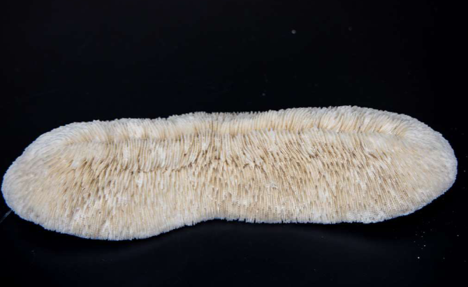 <p>Phylum &amp; name?</p>