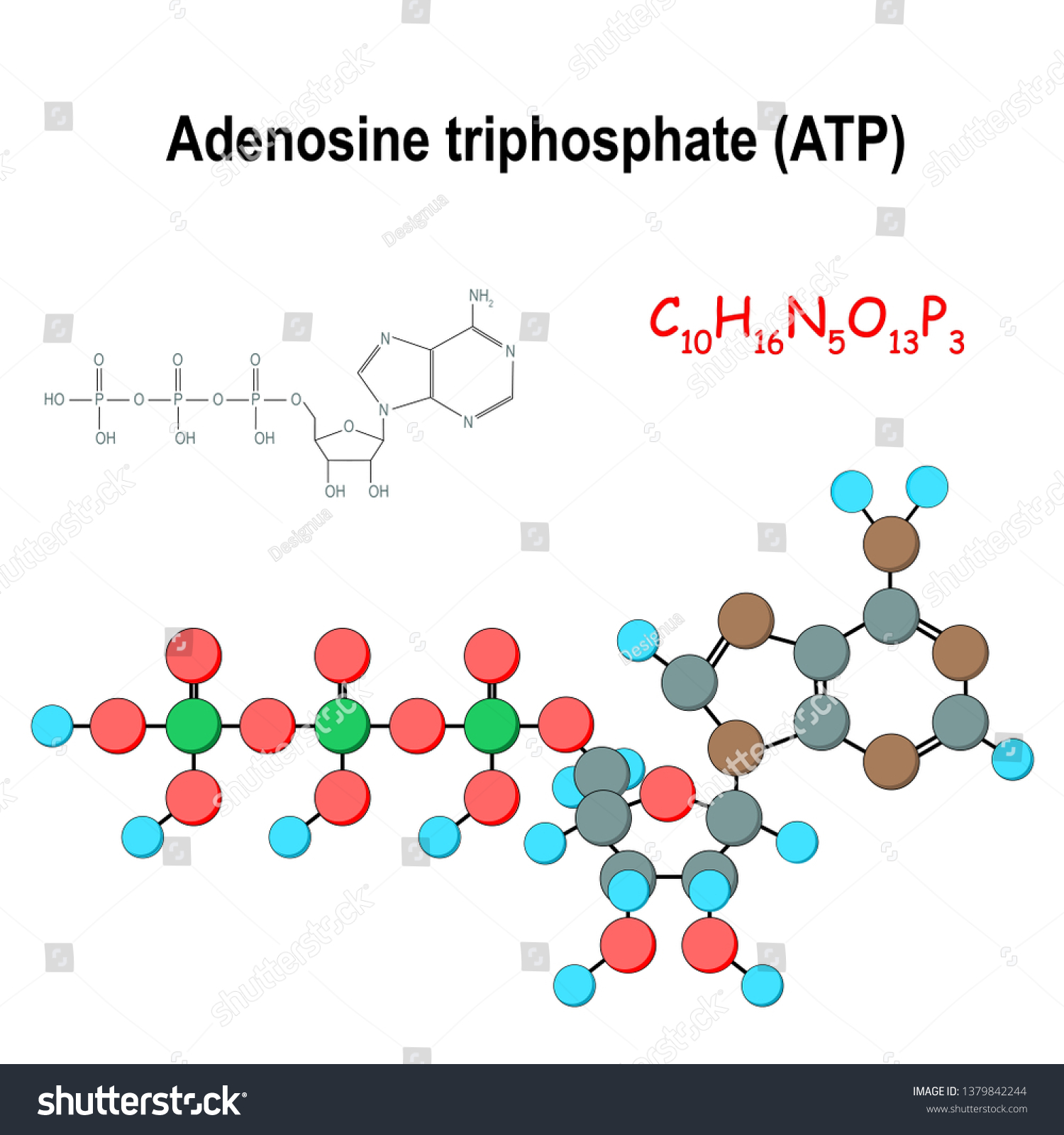 <p>ATP<br>• ATP, adenosine triphosphate<br>• Supplies the energy needed for many bodily functions</p><p>(Mechanics: ATP phosphorylates contractile proteins in muscle cells so cells contract or shorten)</p><p></p>