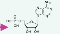 <p>Name the structure</p>