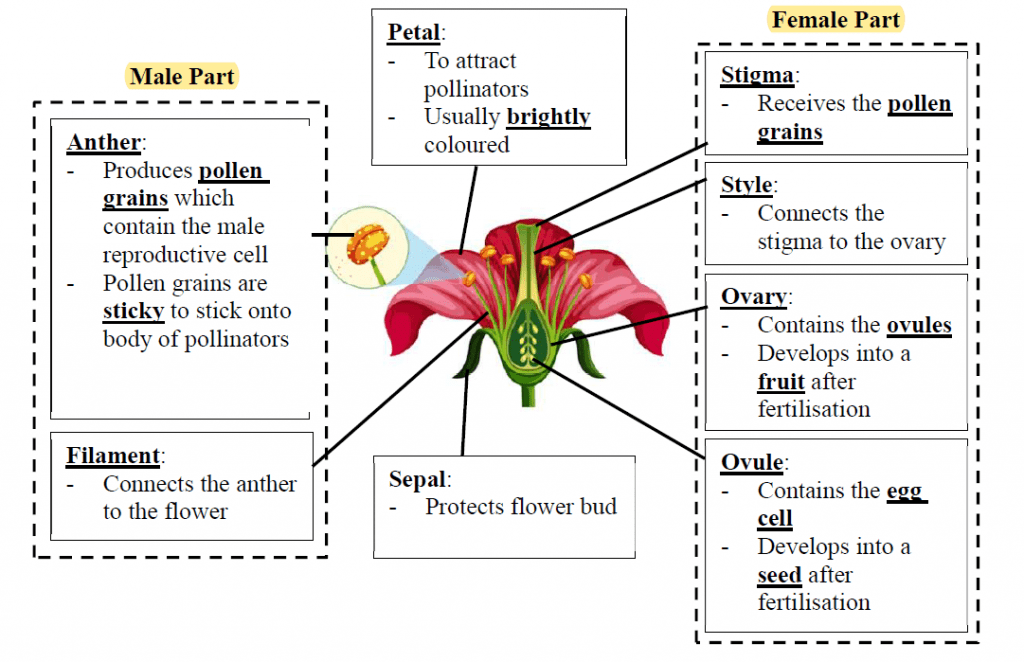 <p><strong>Male (Anther)</strong></p><ol type="1"><li><p>Meiosis occurs in the anther to produce haploid microspores</p></li><li><p>Microspores undergo mitosis to form pollen grains</p></li></ol><ul><li><p>Each pollen grain contains the male gametes</p></li></ul><ol start="3"><li><p>The pollen grains are released from the anther</p></li><li><p>Pollinators transport the pollen grains to a flower of the same species </p></li></ol><p></p>
