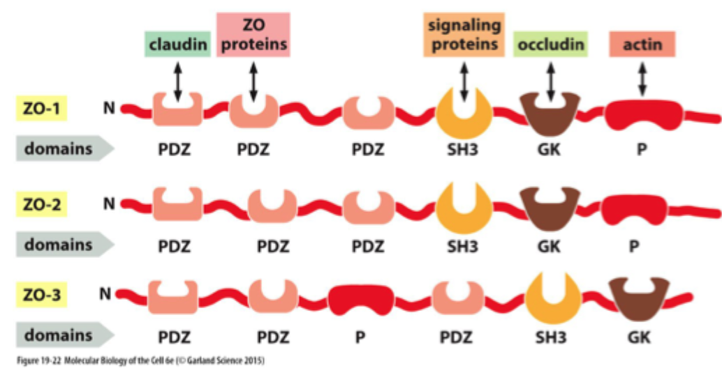 <p>De fungerer som <strong>scaffold/adaptor-proteiner</strong>, som organiserer tight junction-komplekset intracellulært.</p>