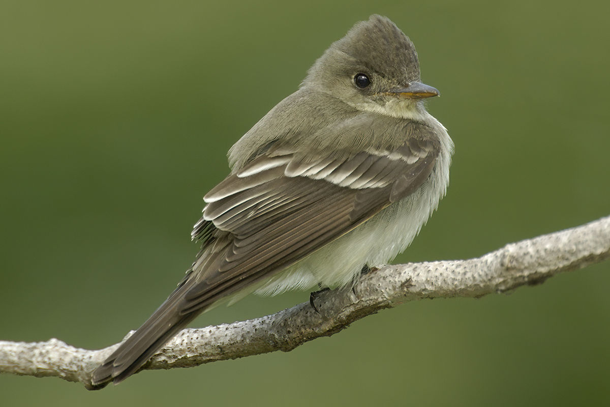 <p>What vertebrate is this?</p>