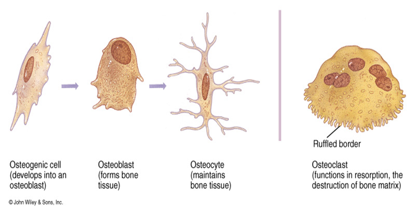 <p>Bone tissue cells </p>