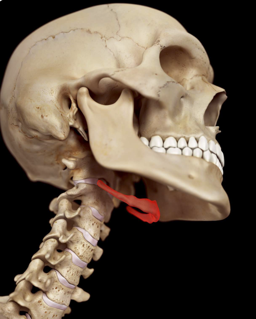 <p>(between skull and vertebrae) Only bone that does not articulate any other bone</p>