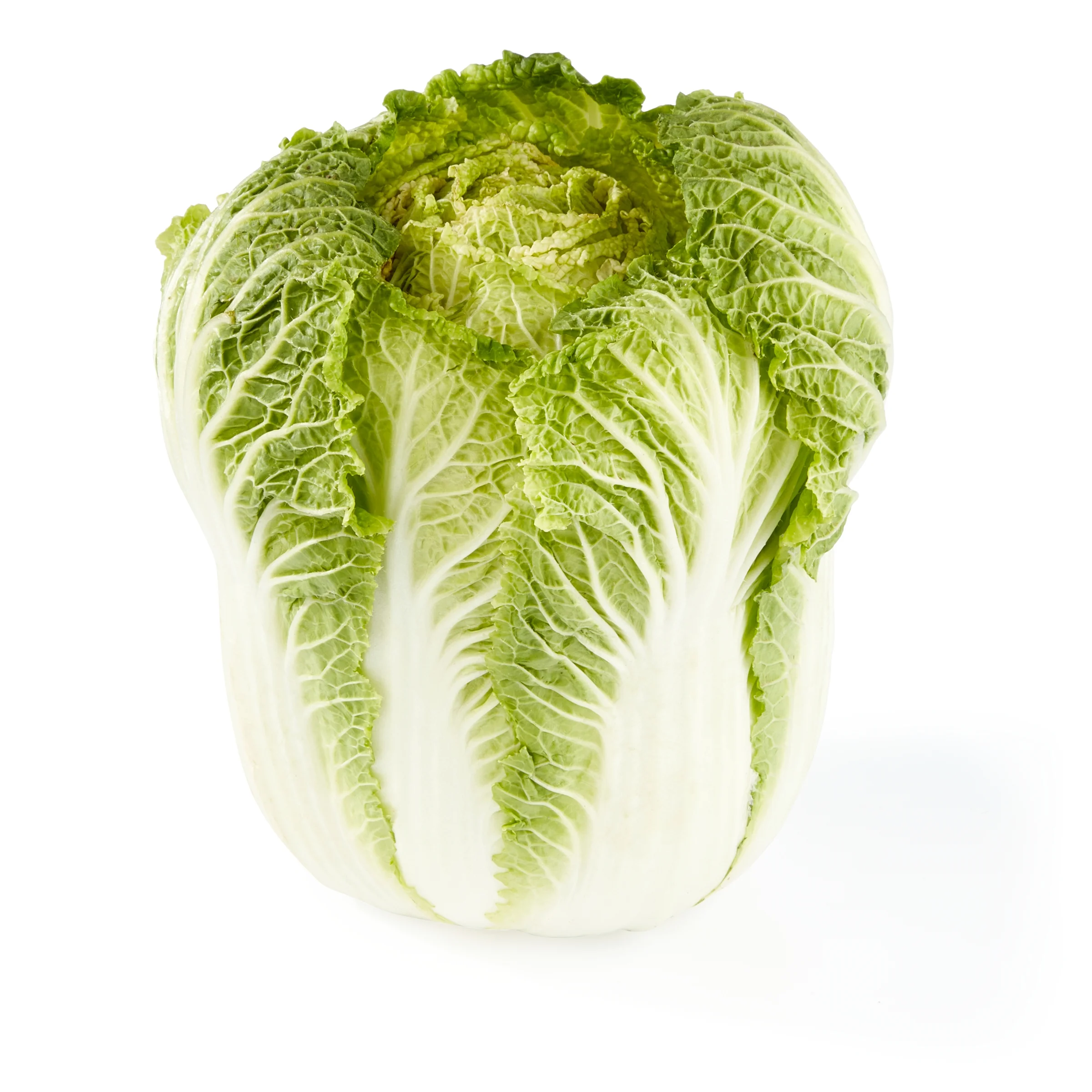 <p>Napa Cabbage</p>