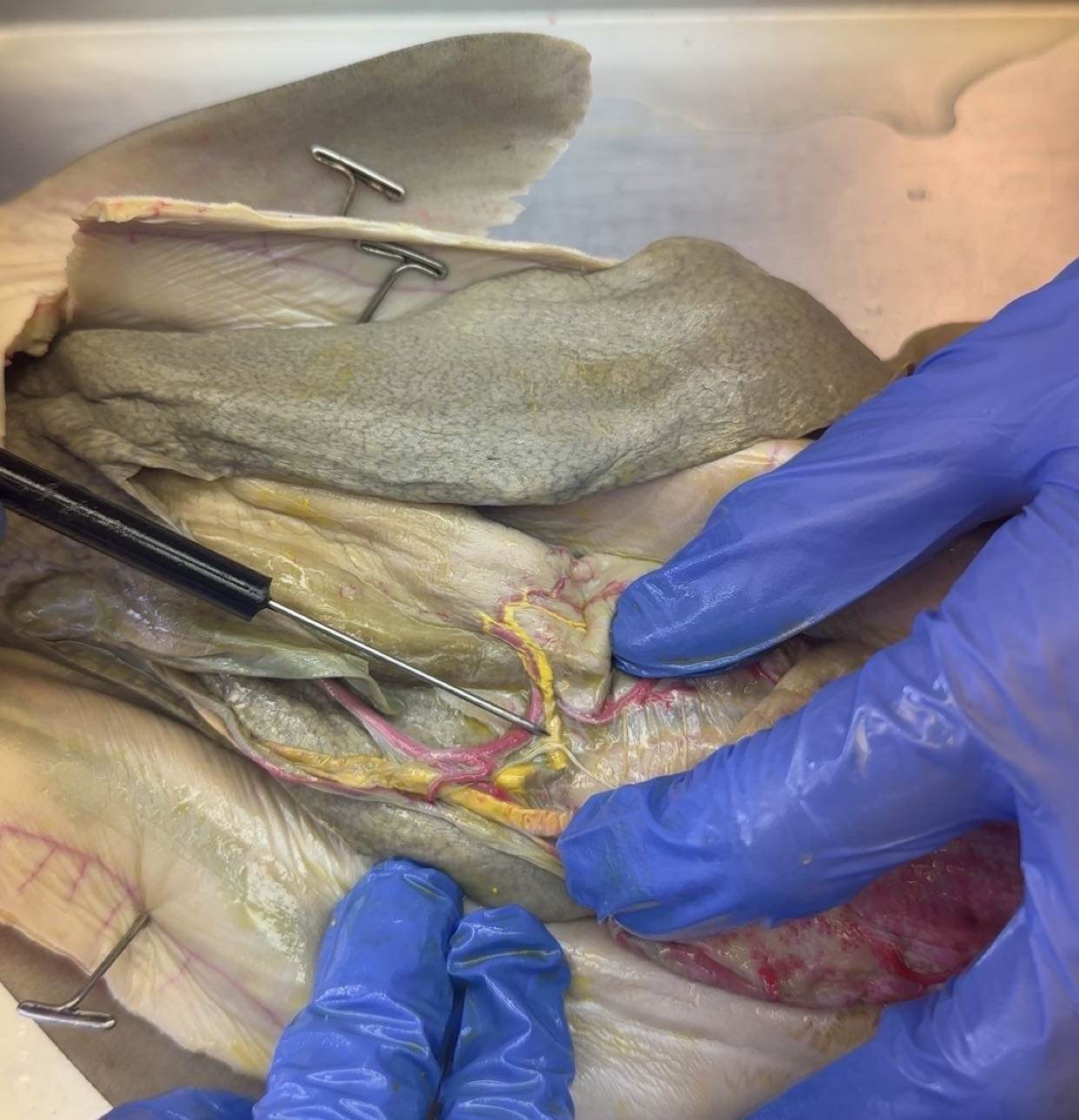 <p>what is this?</p>