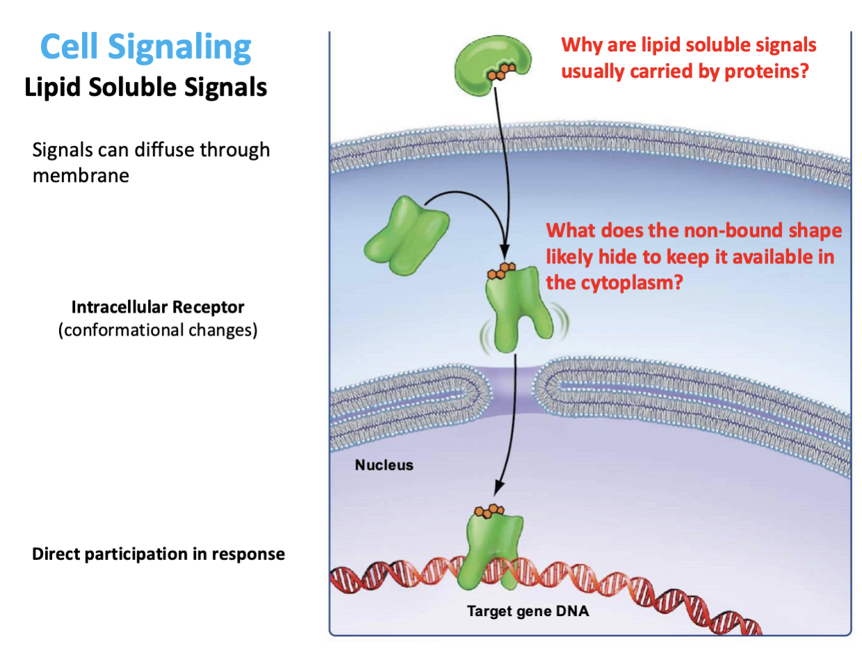 <p>Steroid hormones (ligand in model is a steroid)</p>